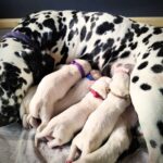 347398020_281023557721398_4181035485690843620_n