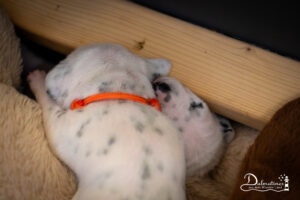 Day_11-9605