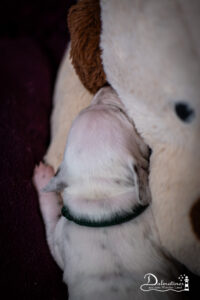 Day_12 (1 von 1)